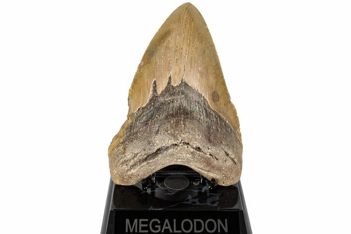 Fossil Megalodon Tooth - North Carolina #200237